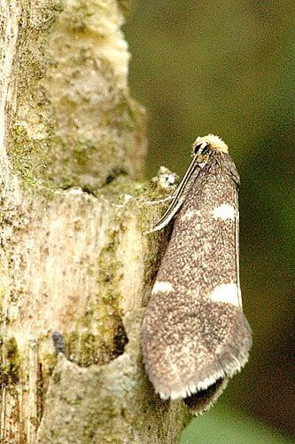 Incurvariidae