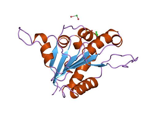 flavoprotein