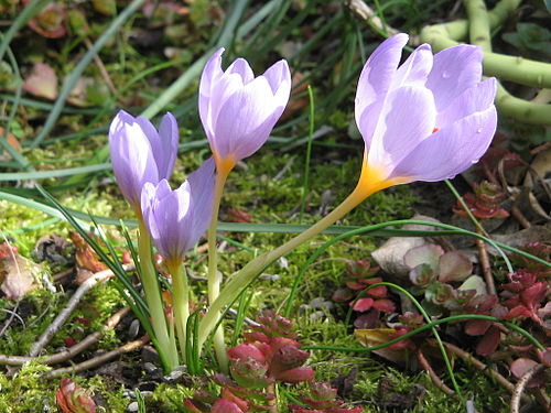 Crocus Flower Meaning In Urdu