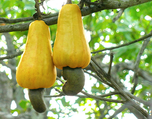 Cashew Bengali Meaning Of Cashew Cashew Bengali Meaning Of Cashew