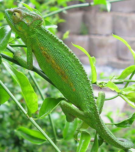 Chameleon | Hindi Meaning of Chameleon