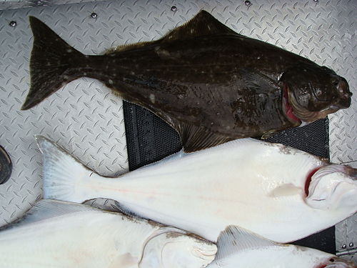 Halibut on sale in tagalog