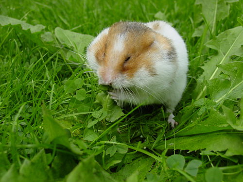 Hamster | Tamil Meaning of Hamster