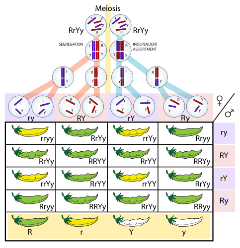 Heredity | Definition and more for Heredity