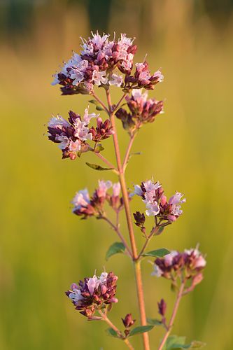 Oregano | Urdu Meaning of Oregano